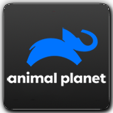 Логотип канала 'Animal Planet'